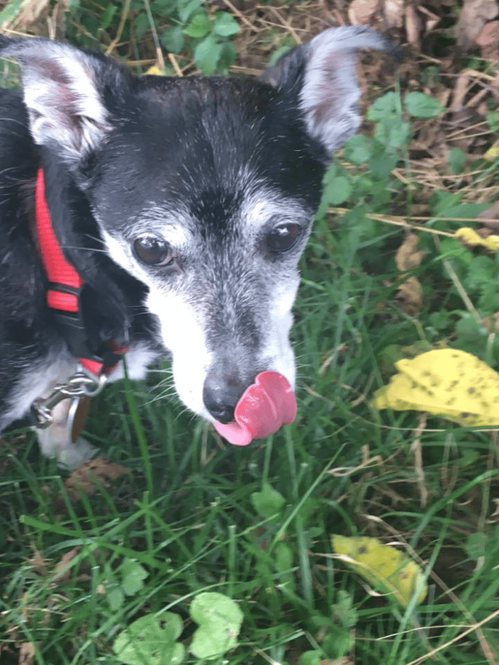 Rufus