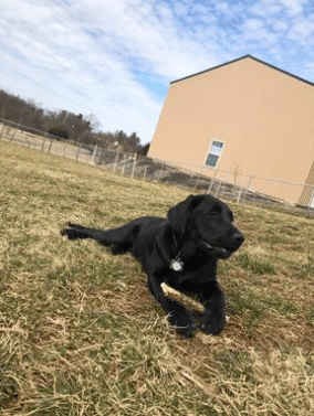 Stella