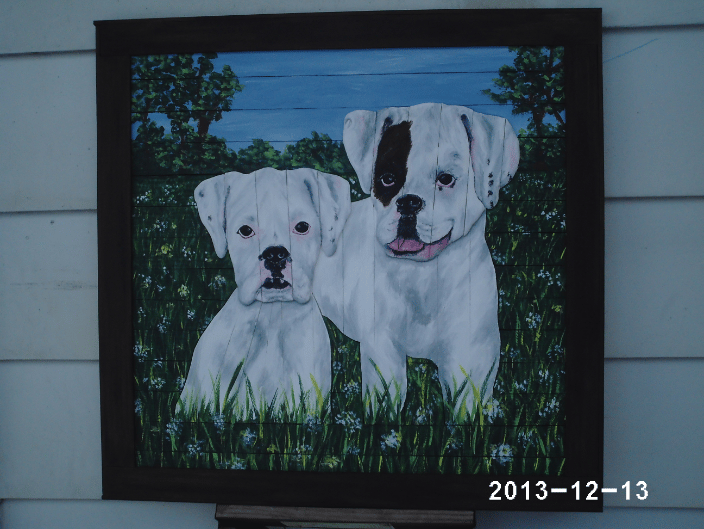 2 white Boxers playing in the field.