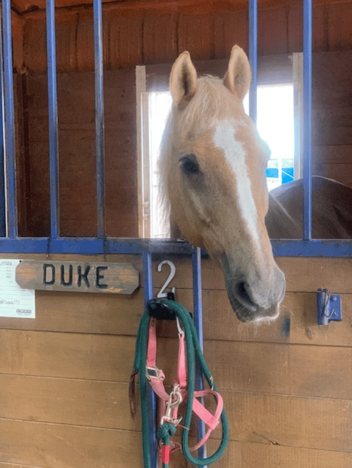 Happy guest in his stall with paddock
