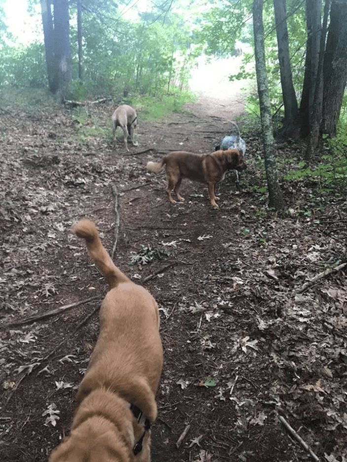 trail walk