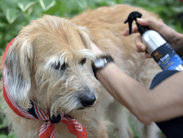 Kiki being sprayed with "Bug Stuff"