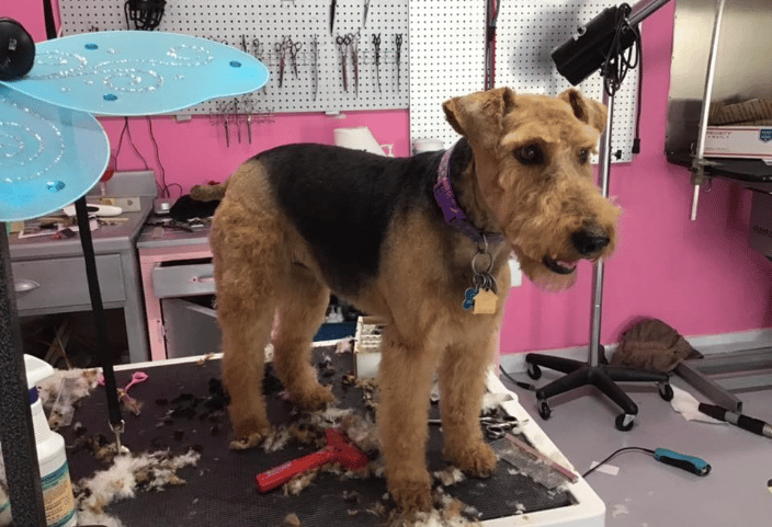 Lisa's mobile pet grooming sales