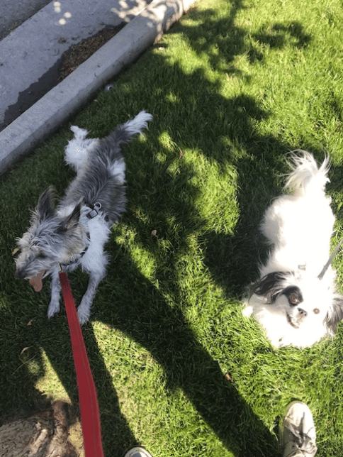 When we started training the dog on the left couldn't see another dog from across a parking lot without a lot of barking and pulling.  Now thanks to training he can stay calm and has even made 2 new friends!