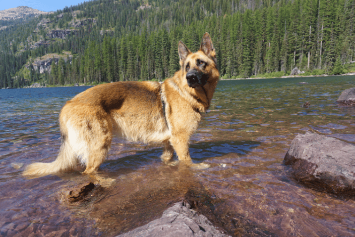A formerly reactive dog client who now gets to enjoy more fun adventures outdoors due to her improved skills around people and dogs!