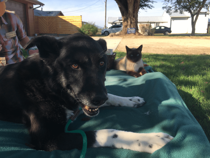 Harmony in a multi-pet household, calm cool and collected in new situations, so many things are possible with training!