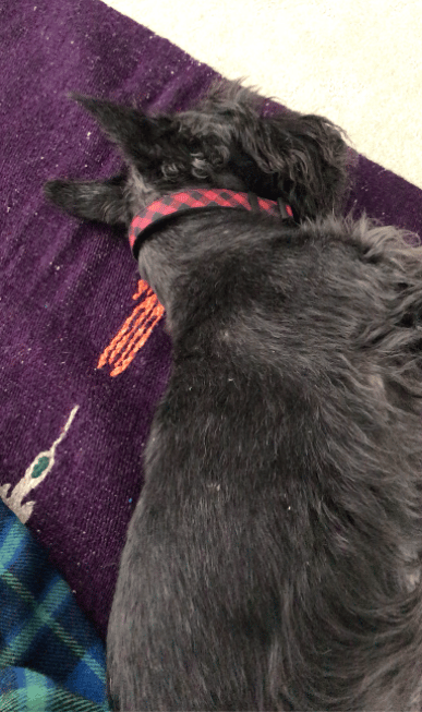 one of my dog's, Bonnie, receiving reiki 