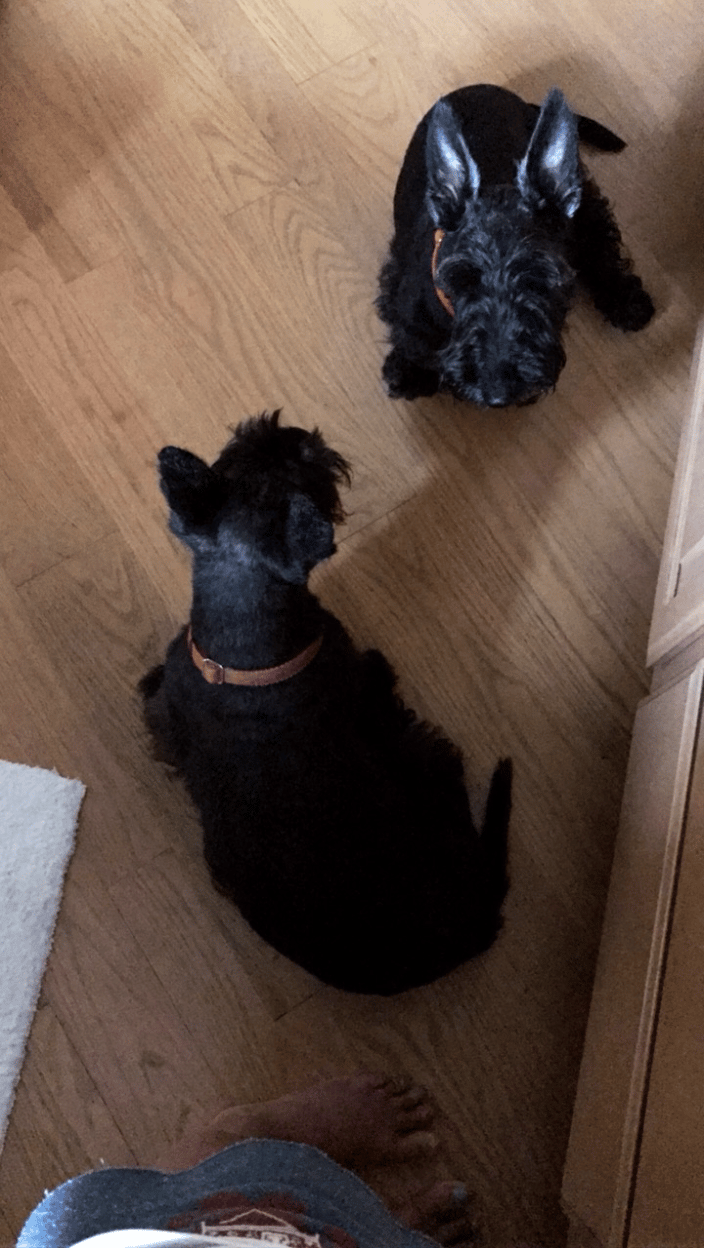 Bonnie & Megan were always at my feet in the kitchen