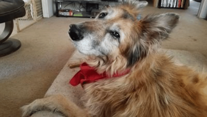Kodabear