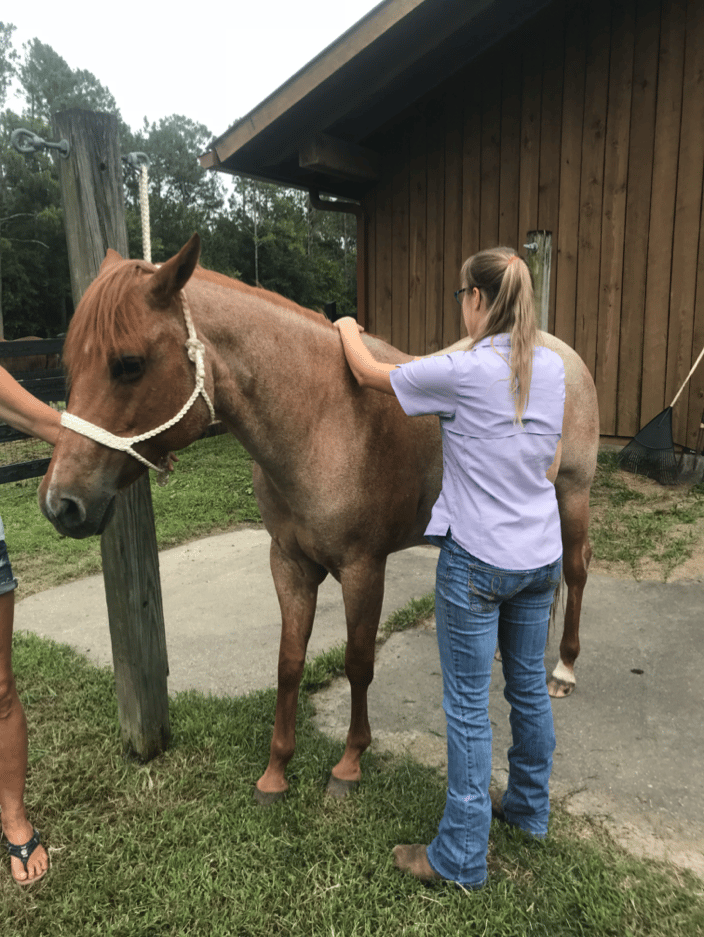 Equine Acupressure