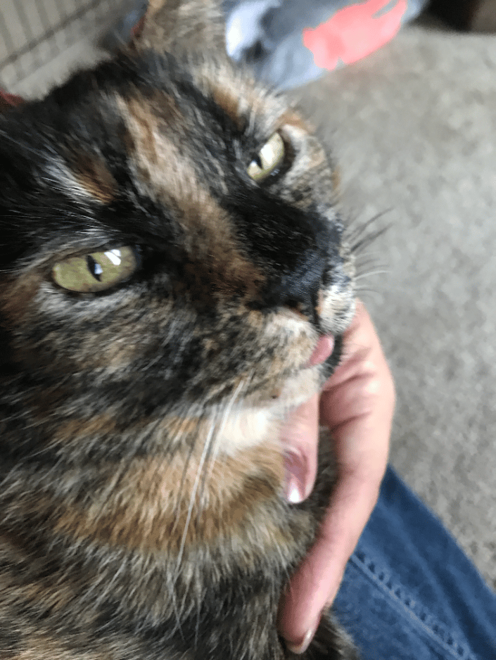 Giving Reiki to a feral cat, Charlotte