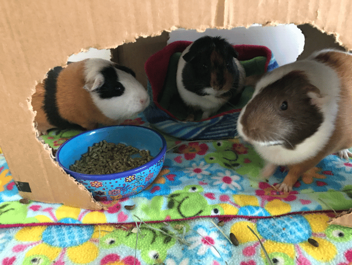 Guinea Pig Girls