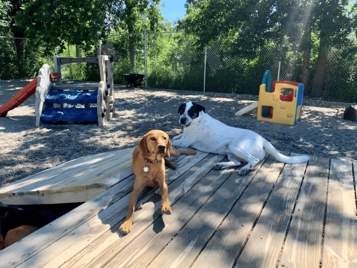 Cincinnati OH Tailwaggers Doggy Daycare