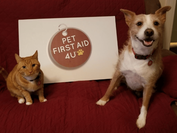 Pet First Aid 4U features a real cat-dog teaching team in their in-person and live ZOOM classes.  Casey and Kona are also certified therapy pets!