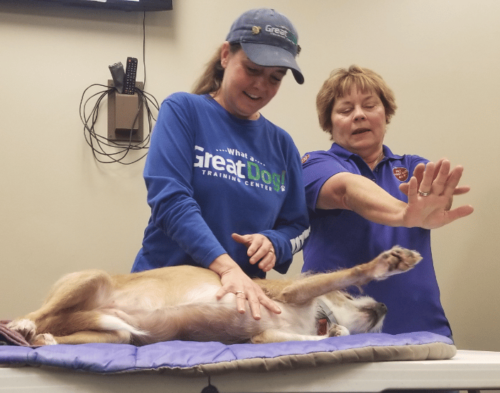 Pet First Aid 4U Founder Arden Moore guides a student on the proper hand placement to do canine CPR on Pet Safety Dog Kona. 