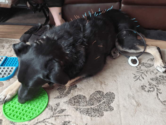 Thor receiving treats with his acupuncture and pulsed electromagnetic therapy