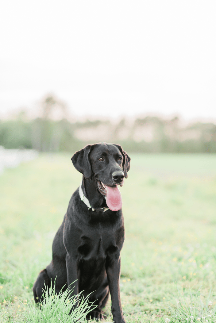 Black Lab