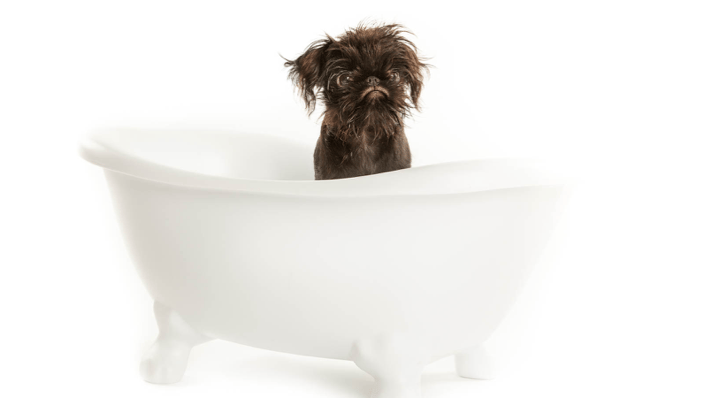 Brussels Griffon
