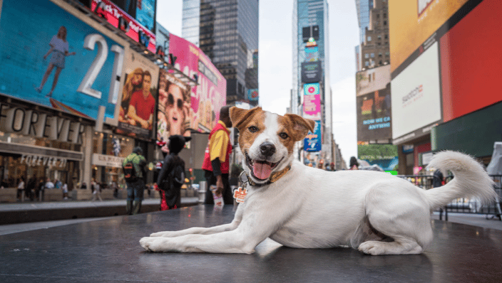Jack Russel Terrier