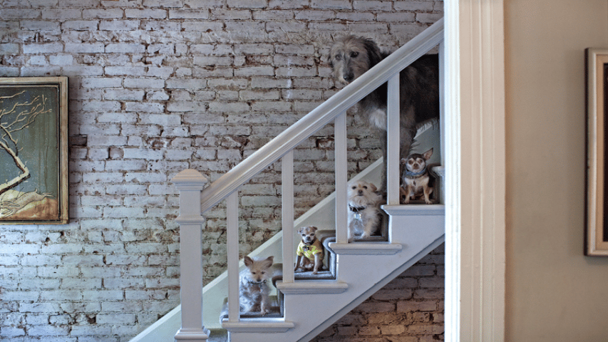 Phyllis 12 yo, Englebert 9 yo, Loretta 12 yo, Eeyore 14 yo, Enoch 5 yo Denver, Colorado