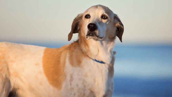 Hound on the beach in Monmouth Beach, NJ