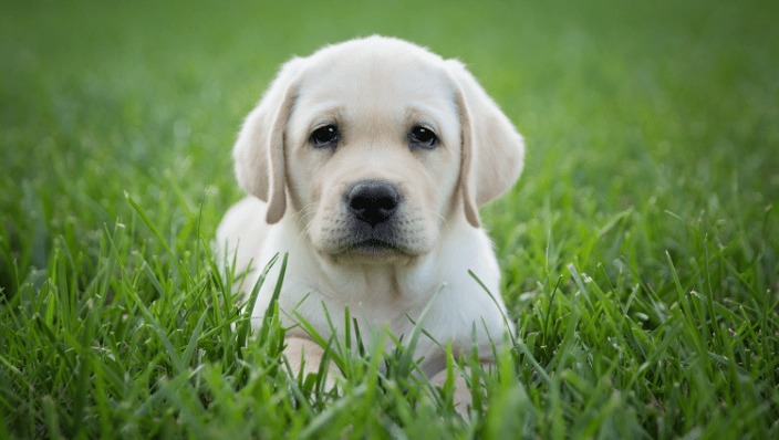 Puppy in Long Branch, NJ
