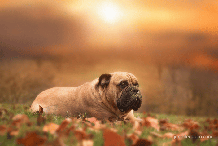 dog