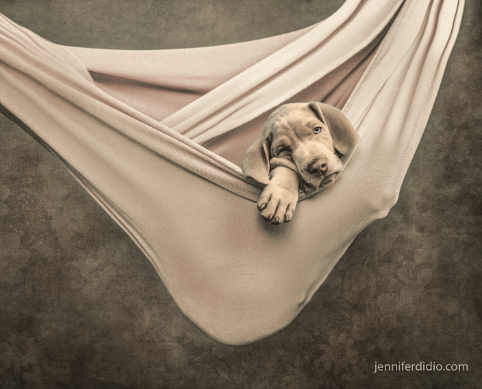 puppy