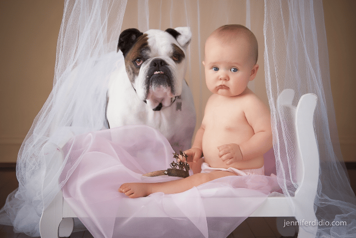 bulldog
