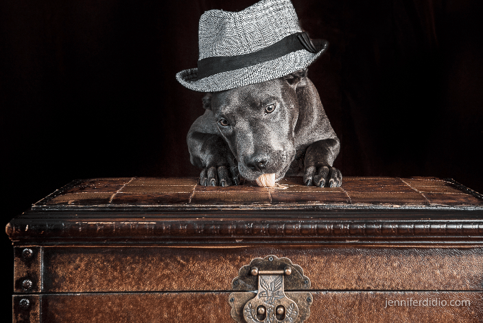dog in hat
