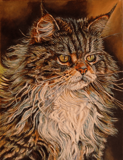 "Native Mainer" ~ Maine Coon Cat