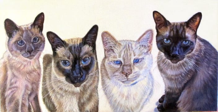 "The Four Duncans" ~ Siamese Cat (Commission)
