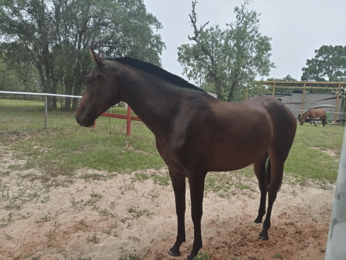 My horse Dulcinea