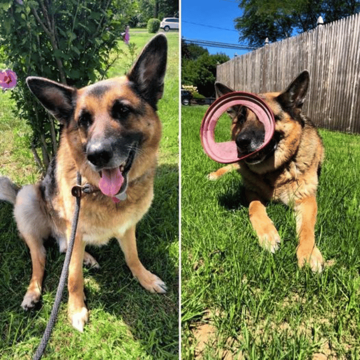 Max loves his frisbee!