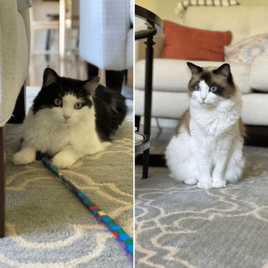 Oreo and Lily