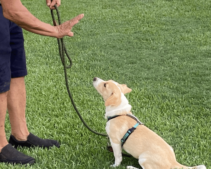Training Puppy to stay