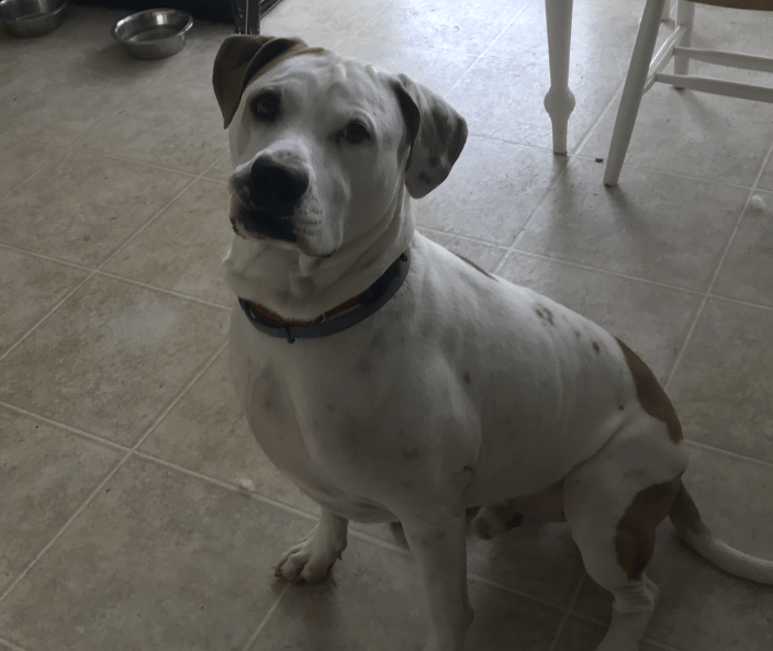 Rescued American Bulldog in training