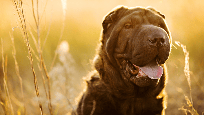 Brown dog backlit by sun