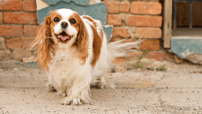 Brown and white dog smiling at camera
