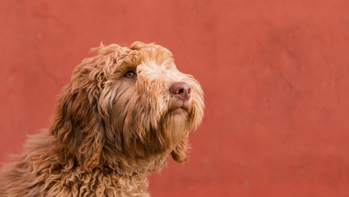 Golden dog against orange background