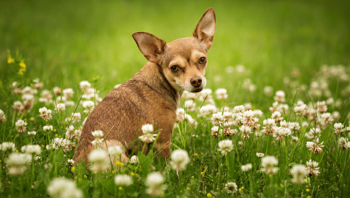 Small brown dog sitting in clovers