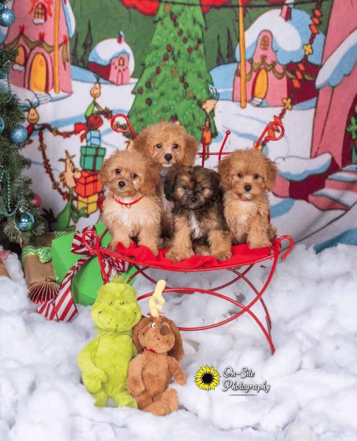 "Cavapoo Pups" in our Whoville scene. We have many holiday pet portraits! www.On-SitePhotography.com