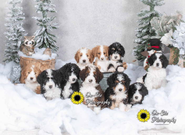 Doodle pups (SunnyMountainDoodles) We love Animals, All pets welcome in our studio!