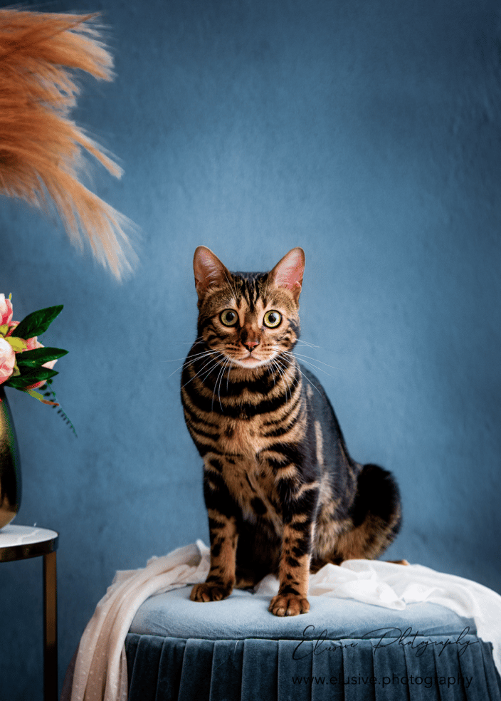 A beautiful Bengal cat in the studio
