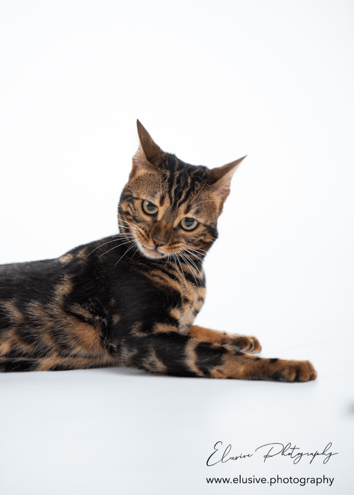 Silly pet portraits are my favorite!