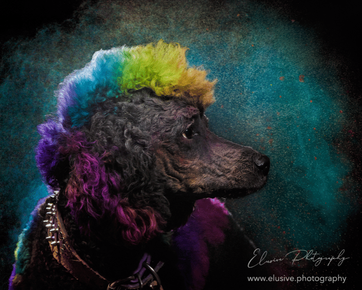Holi Powder portraits 