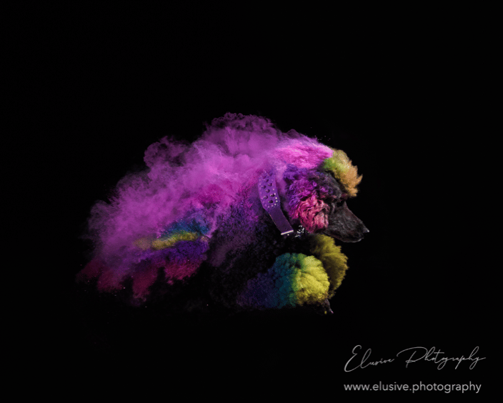 Agility dog portraits
