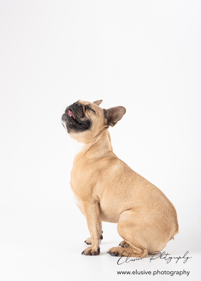 Studio photography session