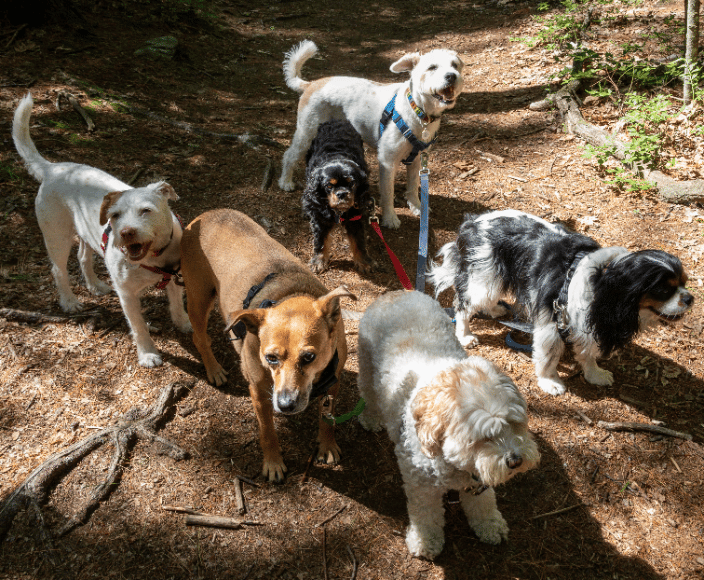 Trail Walk!