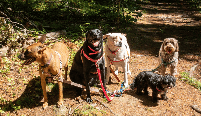Trail Walk!